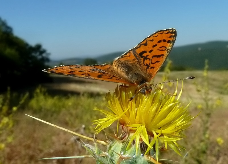 ibrido Melitaea trivia X Melitaea didyma???????